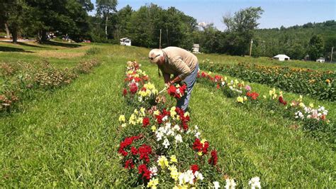 New Hampshire has 15 cut-your-own flower farms