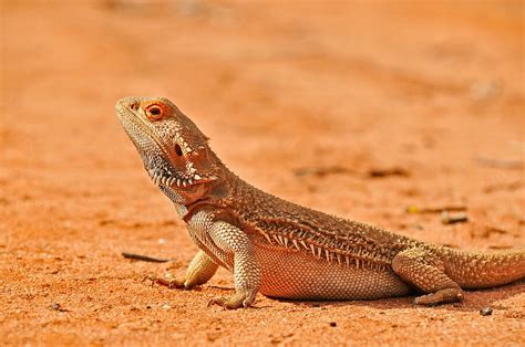 Reptiles of Australian Outback