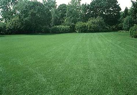 What is Turfgrass? - Types of Turfgrasses | HubPages