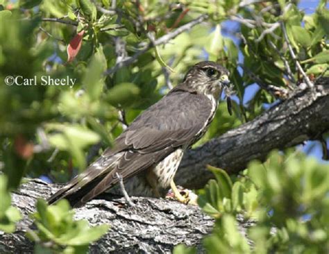 Tennessee Watchable Wildlife | Merlin - Habitat: WATER