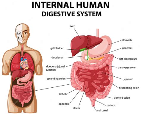 Digestive System Diagram With Labels