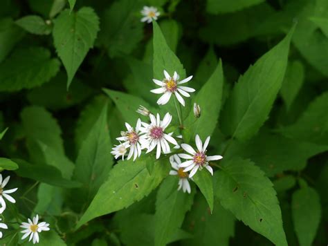 White wood aster | Identify that Plant