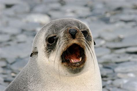 This is an Antarctic Fur seal pup. A fun fact about Fur seals: they have visible ears. It is the ...