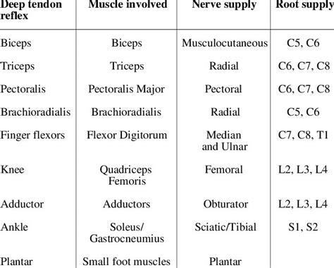 Localization of some important deep tendon reflexes*. | Physical therapy student, Medical ...