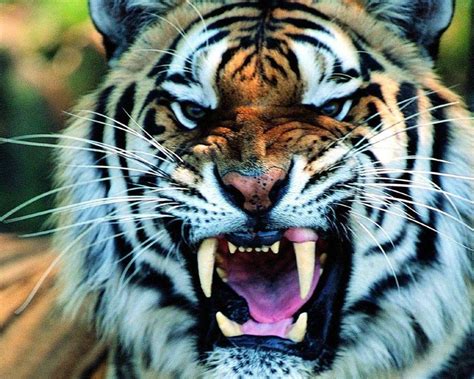 Roaring Tiger Wallpapers - Top Free Roaring Tiger Backgrounds - WallpaperAccess