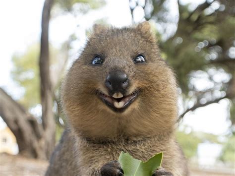 Quokkas on Rottnest Island: Photographer Suzana Paravac gives tips for ...