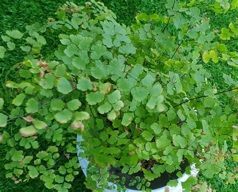 Maidenhair Fern Care Guide – Amaze Vege Garden