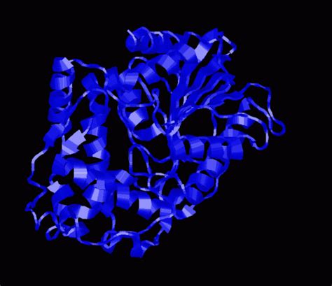 Glucose-6-Phosphatase