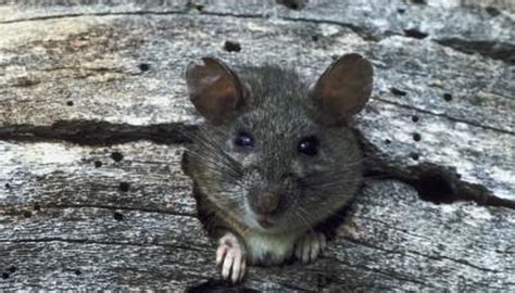 What Is the Difference Between a Roof Rat & a Norway Rat? | Animals - mom.me