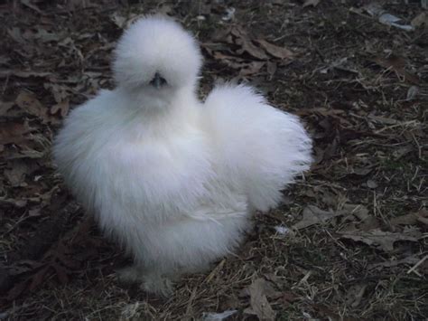 Silkie Hatching Eggs for Sale ~ NC | BackYard Chickens - Learn How to Raise Chickens