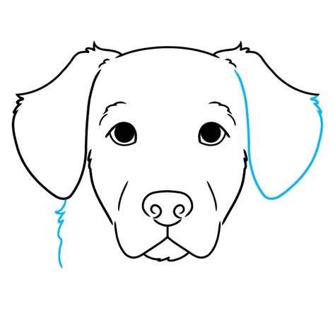 How to Draw a Golden Retriever Face - Really Easy Drawing Tutorial