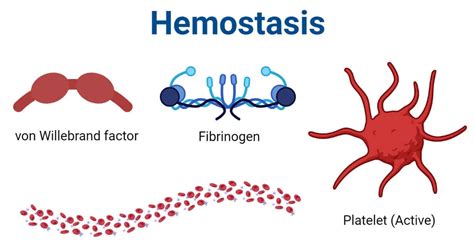 Hemostasis- Definition, Mechanism, Significance