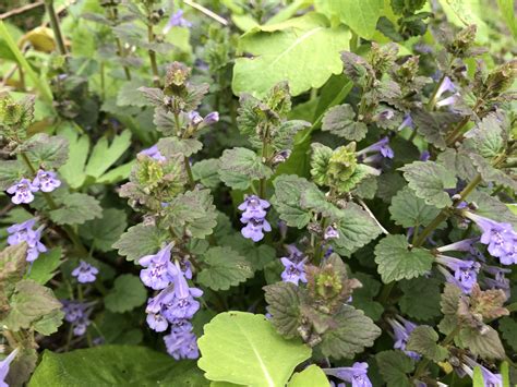 Wisconsin Wildflower | Creeping Charlie | Glechoma hederacea