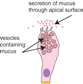 Goblet Cell Diagram