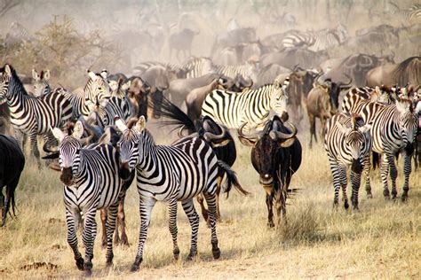 Best Great Migration Safari in Africa | Wildebeest Migration Guide