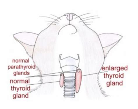 Hyperthyroidism in Cats « Fitzalan House Veterinary Surgery | News