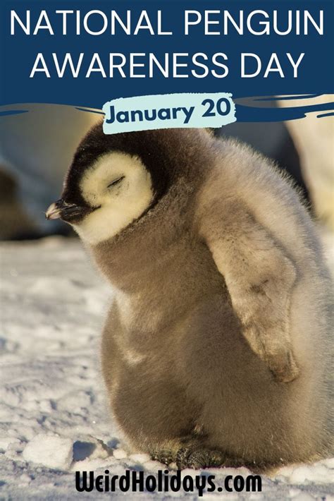 National Penguin Awareness Day (January 20) - Weird Holidays