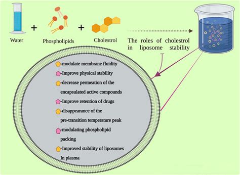 Liposomes: Structure, Classification, and Applications - Conduct Science