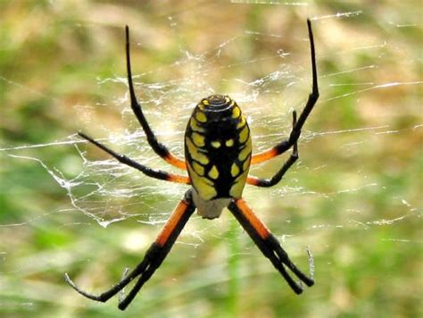 Oklahoma Spiders: Pictures and Spider Identification - Green Nature