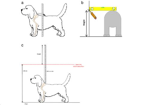 (Additional files 1 and 2). Methods of measuring the height of dogs. a.... | Download Scientific ...