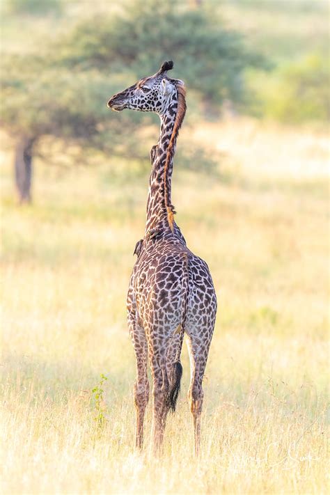 Masai Giraffe Baby In The Morning Sun Photograph by Jeffrey C. Sink ...