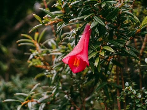 Lapageria Rosea Plants: Tips On Growing Chilean Bellflowers