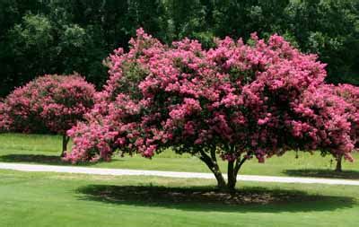 Flowering Trees | HowStuffWorks