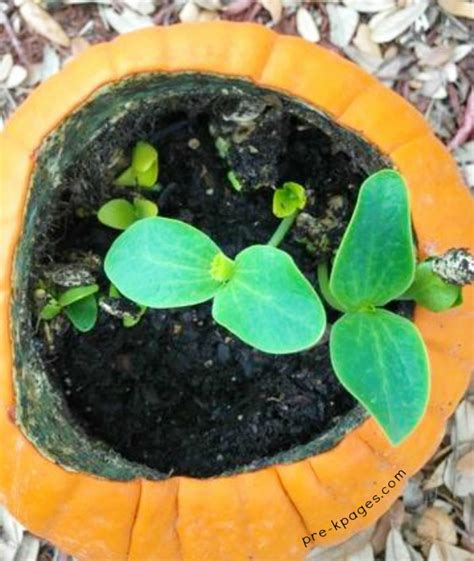 Planting Pumpkin Seeds In A Pumpkin Preschool Activity