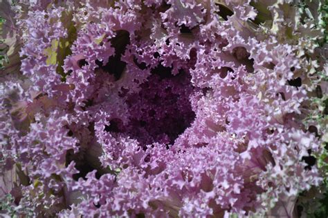 Free Images : blossom, flower, petal, flora, coral, leaves, shrub, lilac, cabbage, greens ...