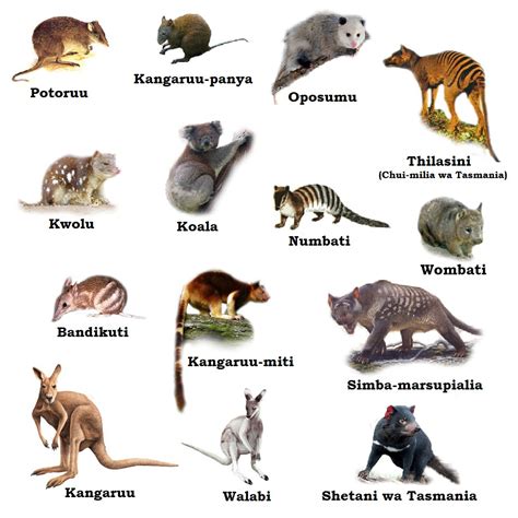 Marsupialia Adalah