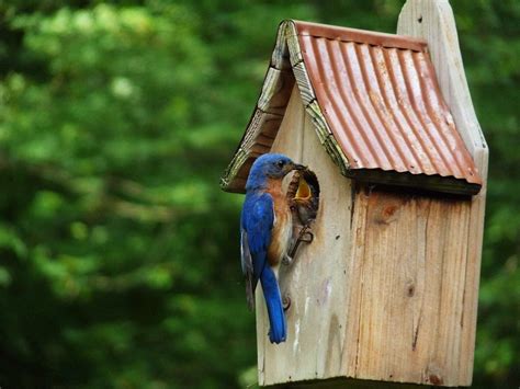 Where is the Best Place for a Bluebird House? - Birds and Blooms