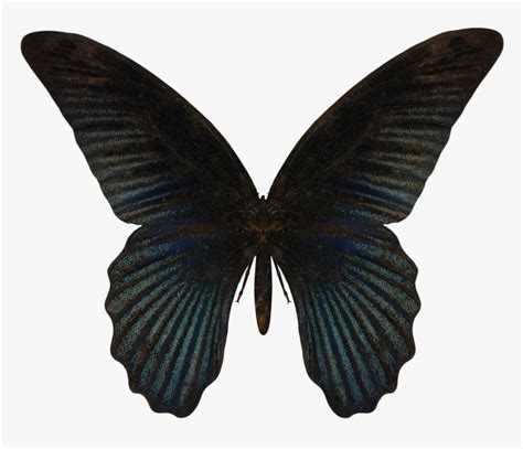 Butterfly Png Image - Black Butterfly Transparent Background, Png ...