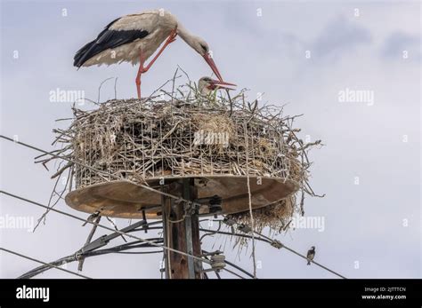 White storks, Ciconia ciconia, on their nest with Spanish sparrows nesting underneath. Greece ...