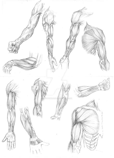 Arm Muscle Studies 01 by protowilson on DeviantArt