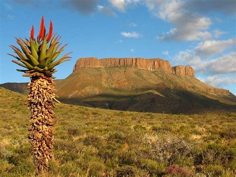 a large green plant in the middle of a field with mountains in the back ...