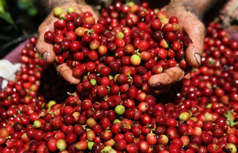 How is Coffee Harvested? - Perk Coffee Malaysia