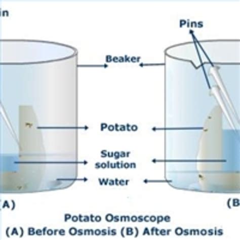 Determination of turgor pressure and study of the process of osmosis ...