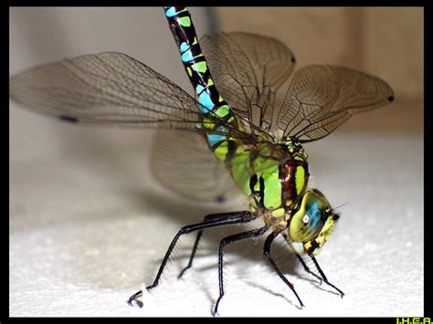 Anisoptera - Aeshna cyanea by IHEA on DeviantArt