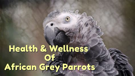 African Grey Parrots: The Ultimate Guide to Care and Training