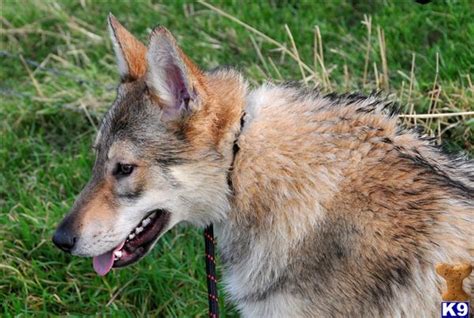 Kunming Wolfdog Puppies - Puppy Dog Gallery