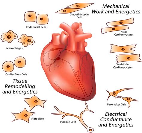 Frontiers | Stress Coping Strategies in the Heart: An Integrated View