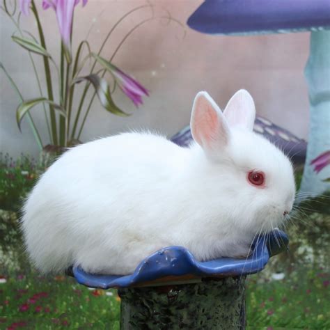 Netherland Dwarf rabbit Rabbits For Sale | Natick, MA #273057