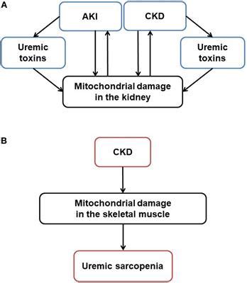 Frontiers | Mitochondrial Dysfunction in Kidney Disease and Uremic Sarcopenia