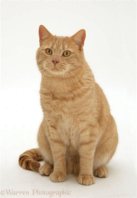 Ginger British Shorthair - British Shorthair