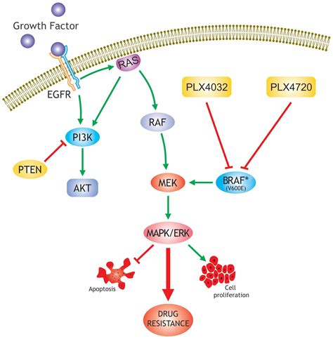 BRAF mutations in papillary thyroid carcinoma and emerging targeted therapies (Review)