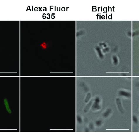 | Immunofluorescence of inactivated, fluorescein isothiocyanate ...