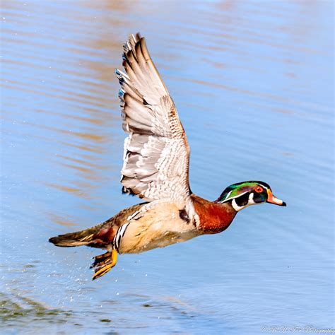 20200502 Wood duck in flight | Wood duck (Male) in flight | Flickr