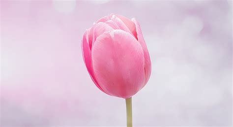 Flower Tulip Blossom · Free photo on Pixabay