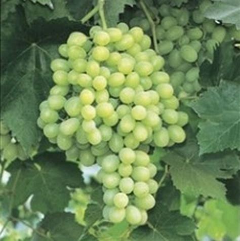 Thompson Seedless Grape | Star Nursery Garden and Rock Centers