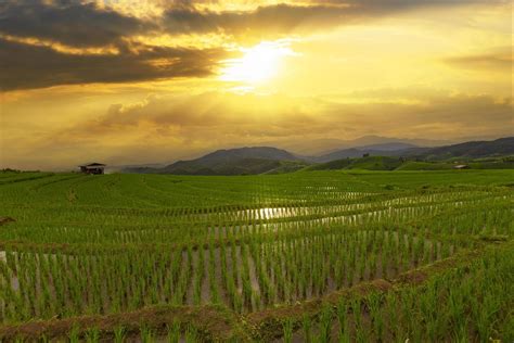 Rice field and sunset in Chiang mai, Thailand 19036379 Stock Photo at ...